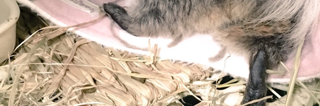 moqueroll's profile banner image