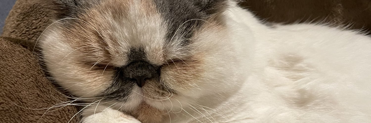 kuronekosocks's profile banner image
