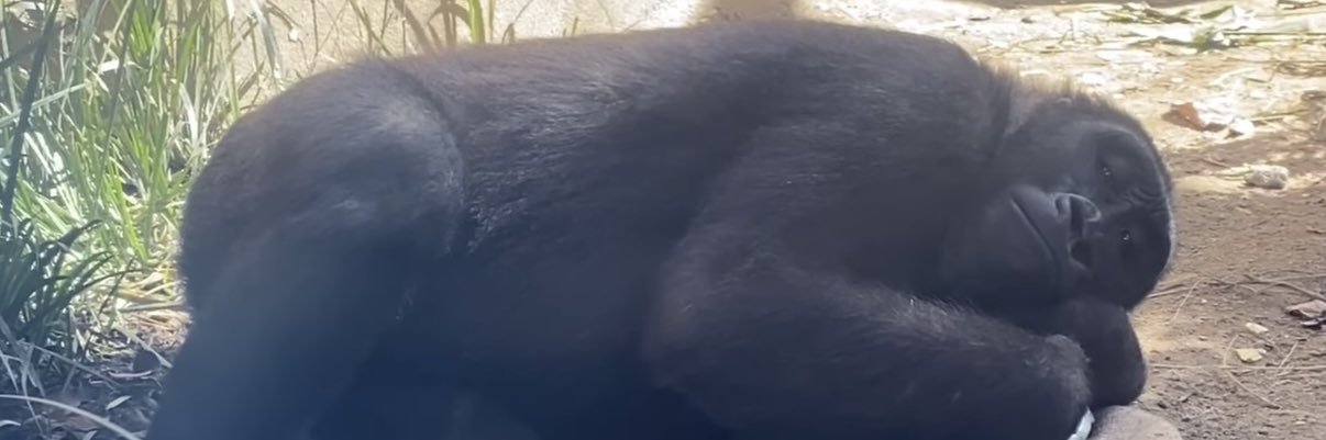 WrmiW's profile banner image