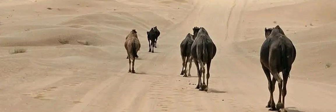 الشيخ غالب ناصر كعلان banner