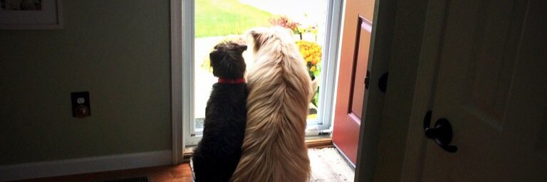 Wesley_Dog_York's profile banner image