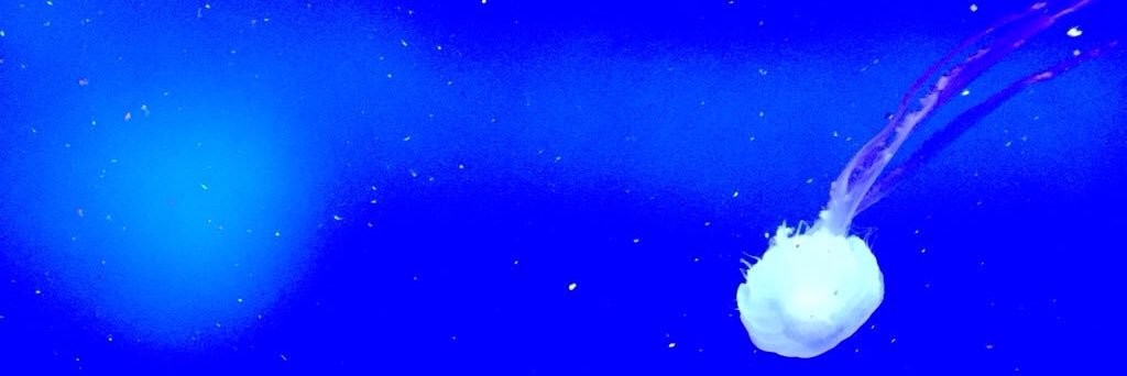 pirate_exist's profile banner image
