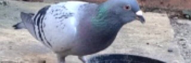 BS_SPara's profile banner image