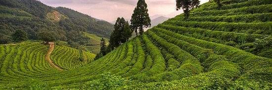 Tea2Go_US's profile banner image