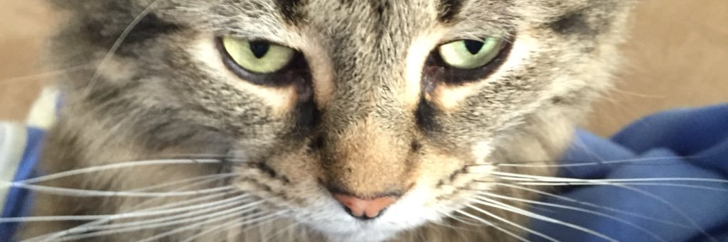 KarlHootAltese's profile banner image