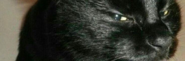 _vomited's profile banner image