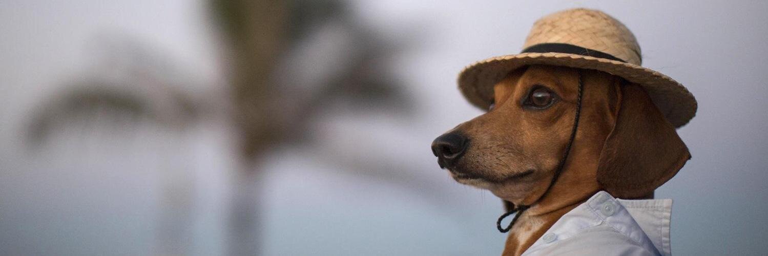 Simone Mitchell banner