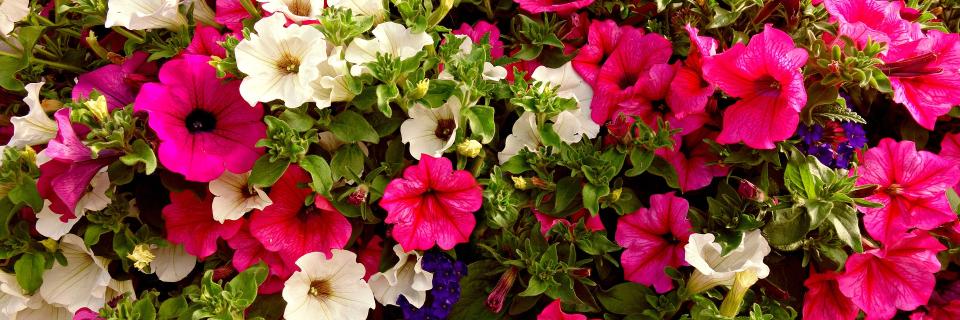 GrowiseGarden's profile banner image