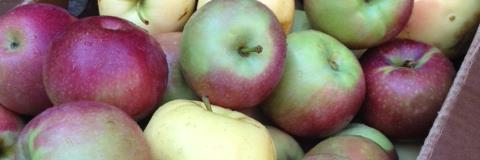 Pony Shack Cider banner