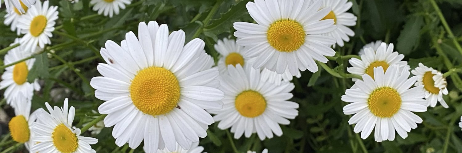 mellaaster_'s profile banner image