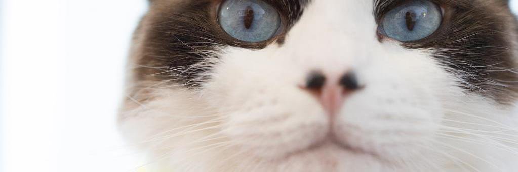 Gallery Paw Pad　療養しつつ闘病営業中 banner