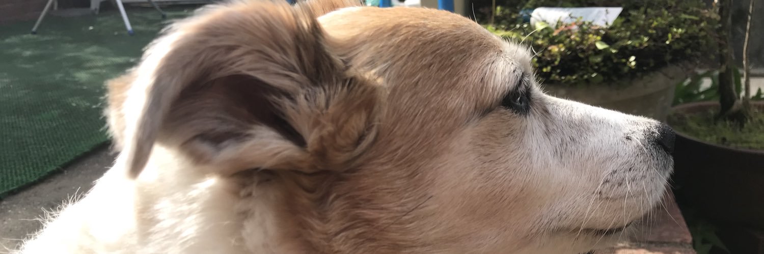 kappamawari's profile banner image