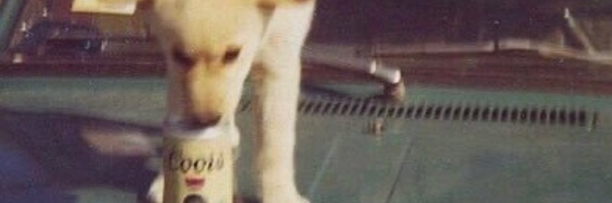 Joey banner
