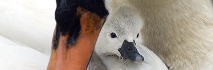 Tanner_Swan's profile banner image