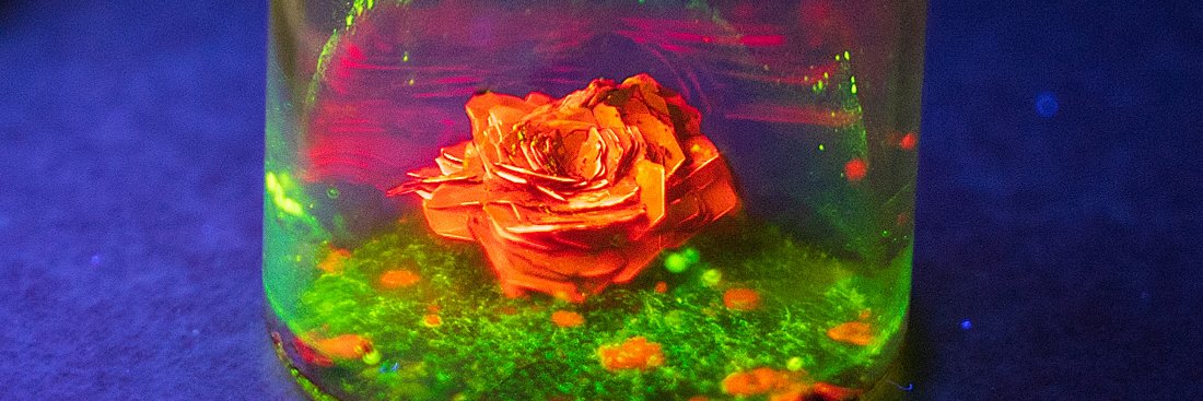 Chris Thomson banner