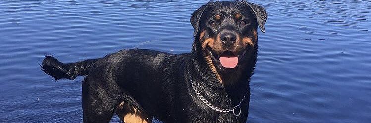 CCassiiee's profile banner image