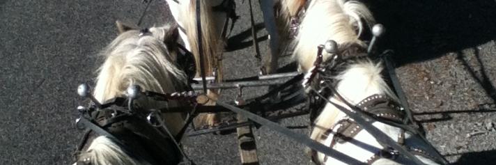 CJ Falcon 🦇🏴‍☠️ banner