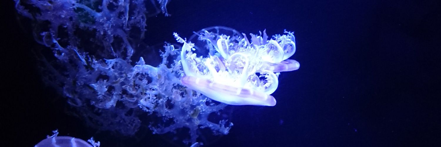 👁FreakyFranky🌝 banner