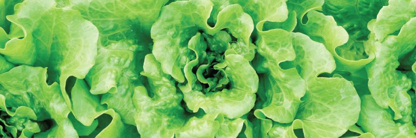 Healthy Living banner