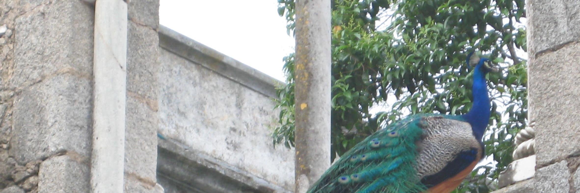 Corinne Nokel's banner