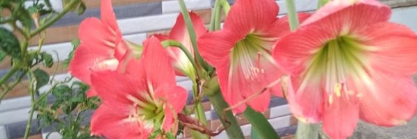 themikumishra Profile Banner