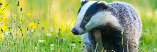 stevedeeleywild Profile Banner