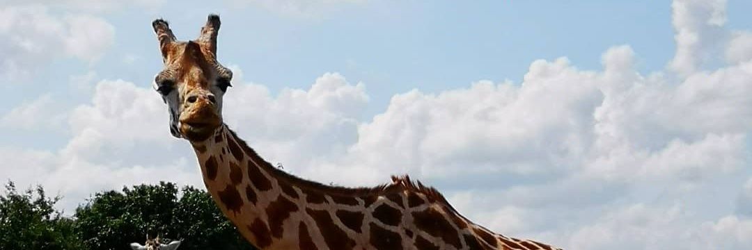 KatarinaSimikic's profile banner image
