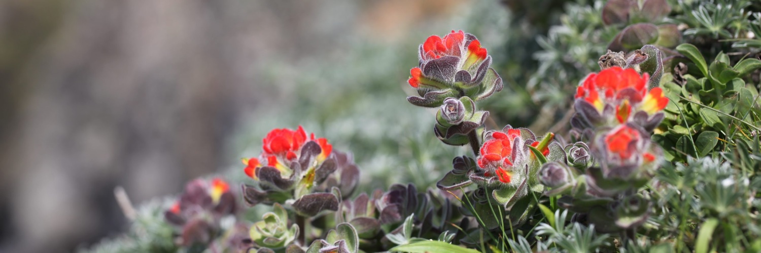 Center for Plant Conservation banner