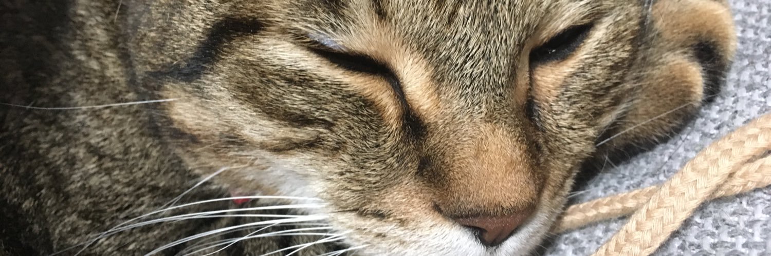 Laxyua's profile banner image