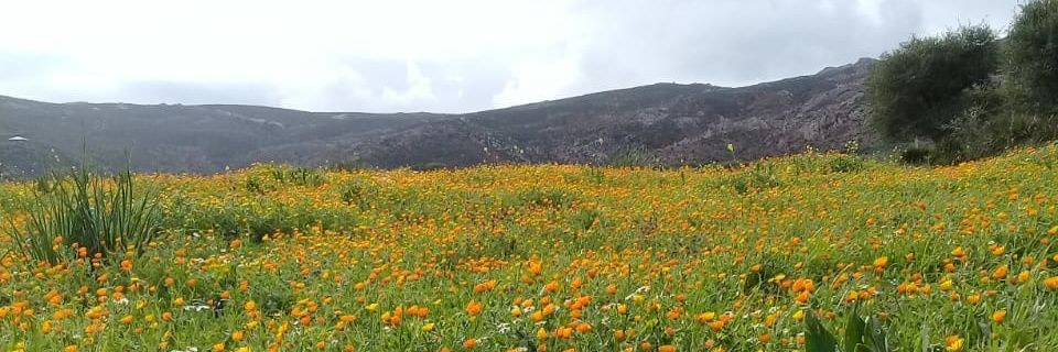 rhaliabdo's profile banner image