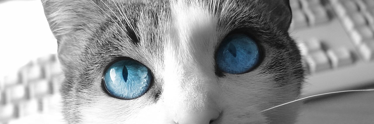 くろねこrisyurisyu🌼 banner