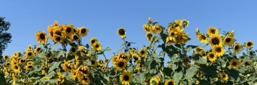 FinkeLucas's profile banner image