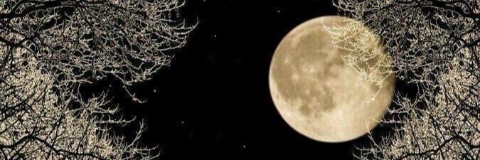 murrpanda's profile banner image