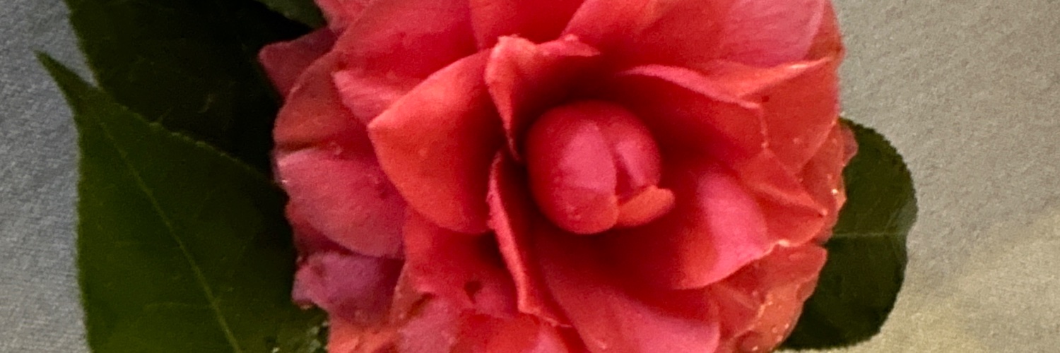 JoyceM-Severino-Morgan banner