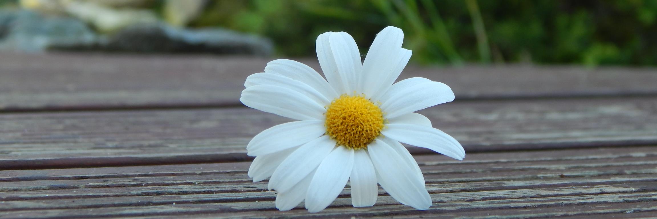 DAISyCentre's profile banner image