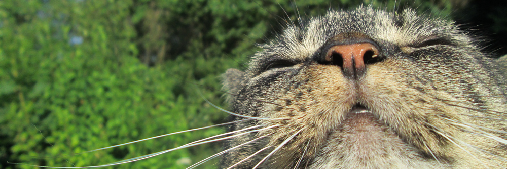 MeowsOfAmerica's profile banner image
