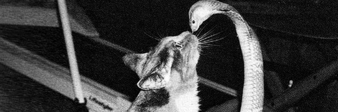harrythehamster banner