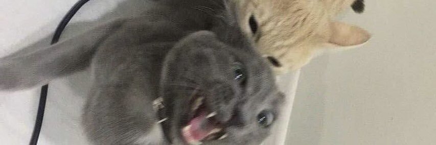 camiivenancio's profile banner image