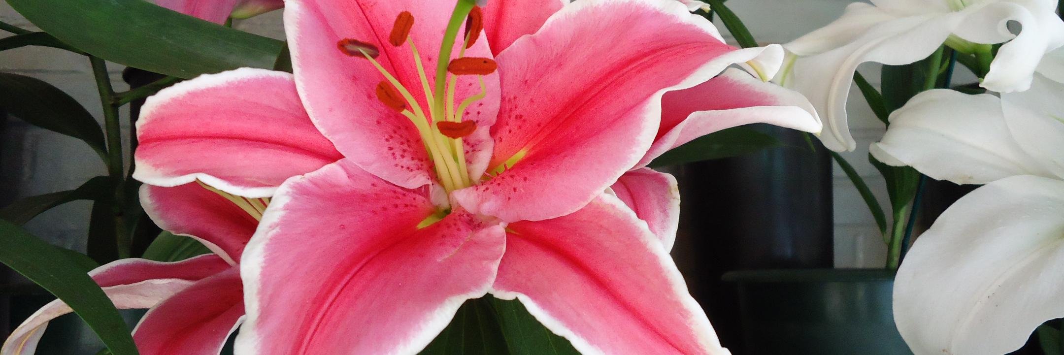 CindyMGreen1's profile banner image