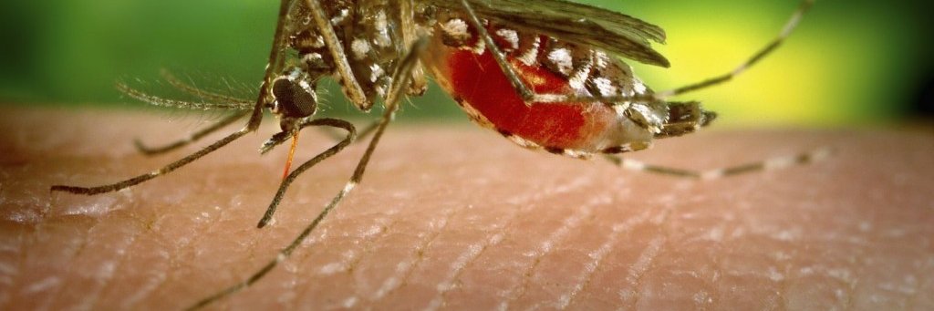 preventdengue's profile banner image