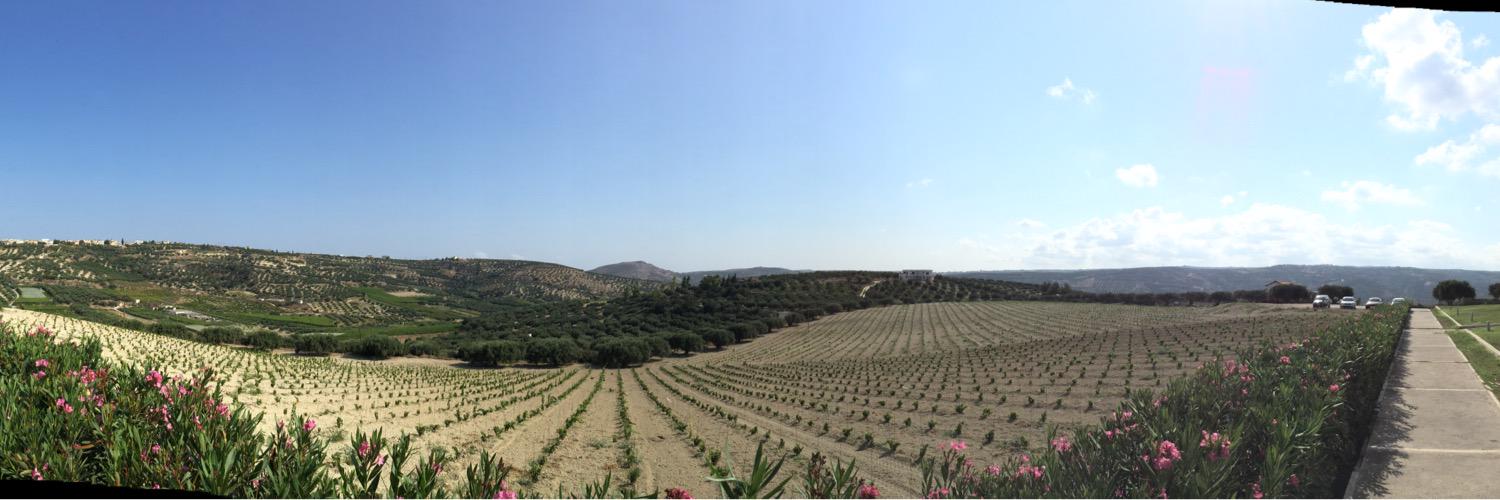 ShopGreekWine banner