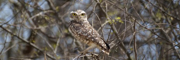 gcpaoantomike Profile Banner