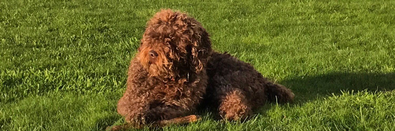 Crimurca's profile banner image