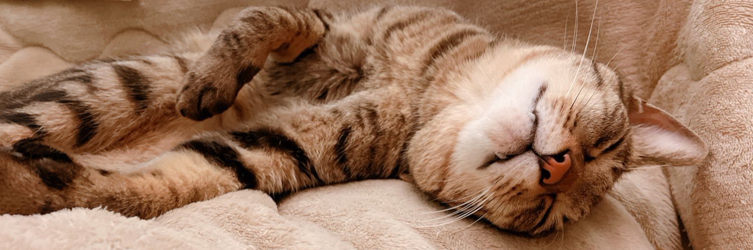 清臣🐈 banner