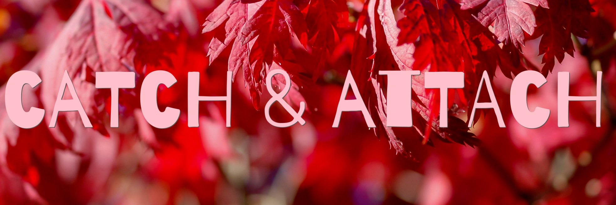 Catch_Attach's profile banner image