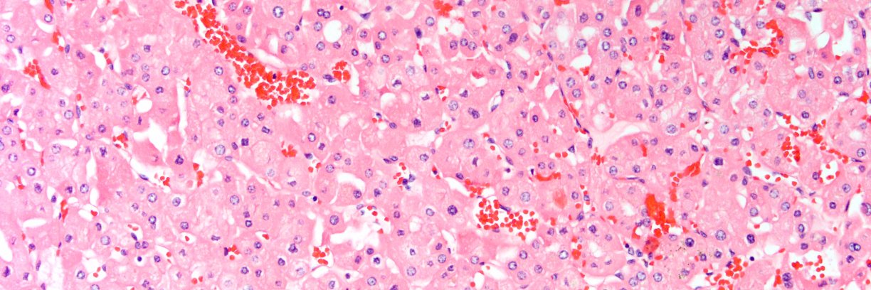 Martin J Magers banner