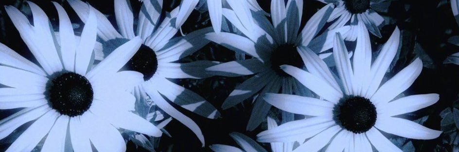 Hailey_bug_346's profile banner image