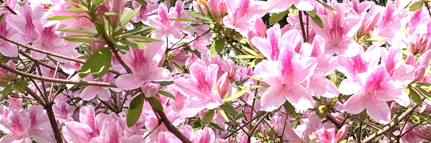 PEW_Patty's profile banner image