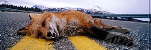 animalkiller1's profile banner image