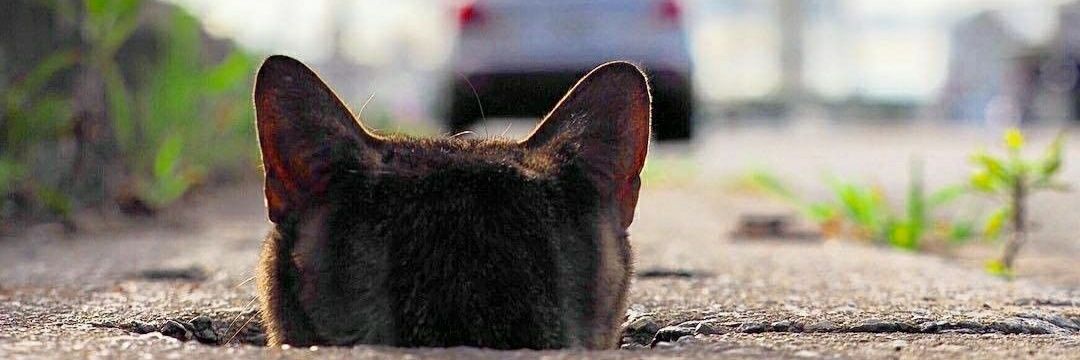 n_kostic's profile banner image